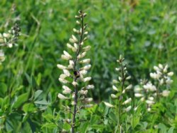 Färberhülse, Baptisia alba var. alba, Topfware