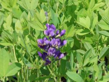 Färberhülse 'Starlite Prairieblues', Baptisia x cultorum 'Starlite Prairieblues', Topfware