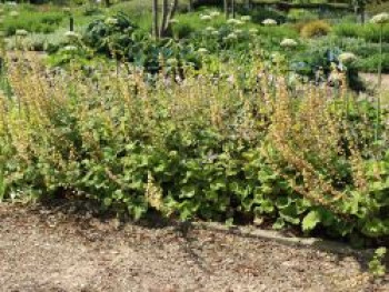 Falsche Alraunwurzel 'Rubra', Tellima grandiflora 'Rubra', Topfware