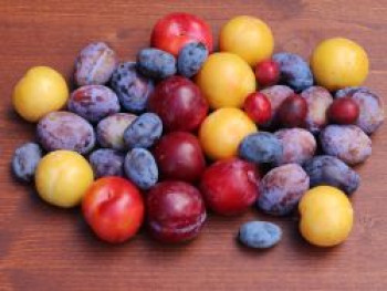 Familienbaum Pflaume '3 verschiedene Sorten', Stamm 40-60 cm, 120-160 cm, Prunus domestica 'z. B. Zwetsche, Mirabelle, Pflaume', Containerware