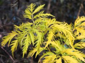 Farnblättriger Goldholunder 'Sutherland Gold', 10-20 cm, Sambucus racemosa 'Sutherland Gold', Topfware