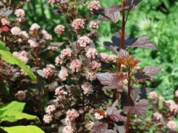 Fasanenspiere / Blasenspiere &#8218;Little Devil&#8216; ®, 40-60 cm, Physocarpus opulifolius &#8218;Little Devil&#8216; ®, Containerware