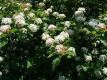 Fasanenspiere / Blasenspiere, 60-100 cm, Physocarpus opulifolius, Containerware