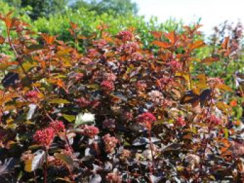 Fasanenspiere &#8218;Diable d&#8217;Or&#8216; ®, 60-100 cm, Physocarpus opulifolius &#8218;Diable d&#8217;Or&#8216; ®, Containerware