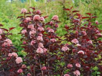 Fasanenspiere 'Fireside' ®, Physocarpus opulifolius 'Fireside' ®, Topfware