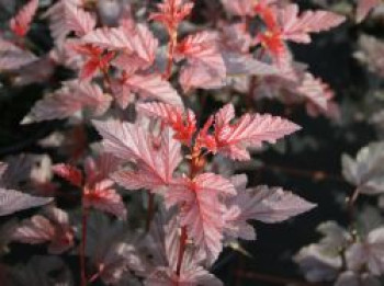 Fasanenspiere 'Lady in Red', 60-80 cm, Physocarpus opulifolius 'Lady in Red', Containerware