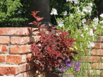 Fasanenspiere 'Little Angel', 30-40 cm, Physocarpus opulifolius 'Little Angel', Containerware