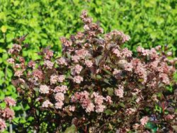 Fasanenspiere 'Little Joker', 40-60 cm, Physocarpus opulifolius 'Little Joker', Containerware