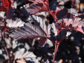 Fasanenspiere 'Midnight', 40-60 cm, Physocarpus opulifolius 'Midnight', Containerware