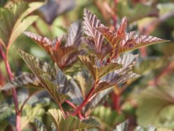 Fasanenspiere 'Red Baron', 60-100 cm, Physocarpus opulifolius 'Red Baron', Containerware