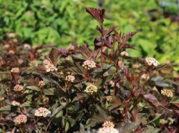 Fasanenspiere &#8218;Summer Wine&#8216;, 40-60 cm, Physocarpus opulifolius &#8218;Summer Wine&#8216;, Containerware