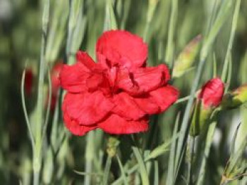 Feder-Nelke &#8218;David&#8216;, Dianthus plumarius &#8218;David&#8216;, Topfware