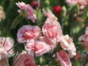 Feder-Nelke &#8218;Doris&#8216;, Dianthus plumarius &#8218;Doris&#8216;, Topfware