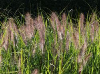 Federborstengras &#8218;Cassian&#8216;, Pennisetum alopecuroides &#8218;Cassian&#8216;, Topfware