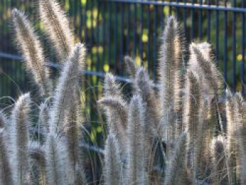 Federborstengras &#8218;Compressum&#8216;, Pennisetum alopecuroides &#8218;Compressum&#8216;, Topfware