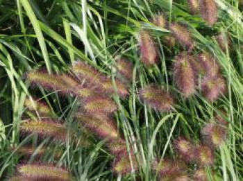 Federborstengras &#8218;Herbstzauber&#8216;, Pennisetum alopecuroides &#8218;Herbstzauber&#8216;, Topfware