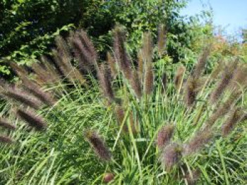 Federborstengras, Pennisetum alopecuroides var. viridescens, Topfware