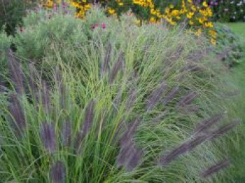 Federborstengras &#8218;Moudry&#8216;, Pennisetum alopecuroides &#8218;Moudry&#8216;, Topfware