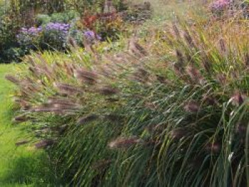 Federborstengras 'Red Head', Pennisetum alopecuroides 'Red Head', Containerware