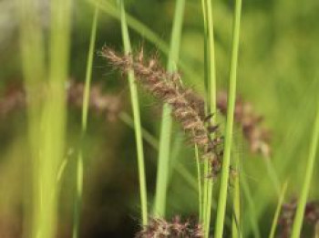 Federborstengras &#8218;Tall Tails&#8216;, Pennisetum orientale &#8218;Tall Tails&#8216;, Topfware