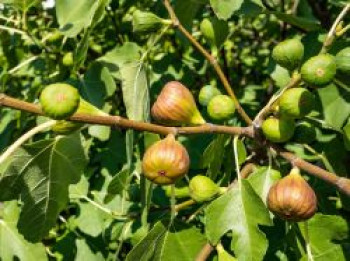 Feige 'Brown Turkey', 30-40 cm, Ficus carica 'Brown Turkey', Containerware