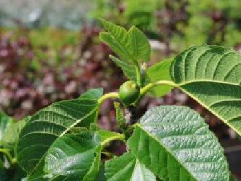 Feige 'Gota de Miel', Stamm 80 cm, Ficus carica 'Gota de Miel', Stämmchen