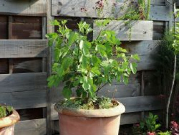 Feige &#8218;Lucky Berry&#8216; ®, 30-40 cm, Ficus &#8218;Lucky Berry&#8216; ®, Containerware