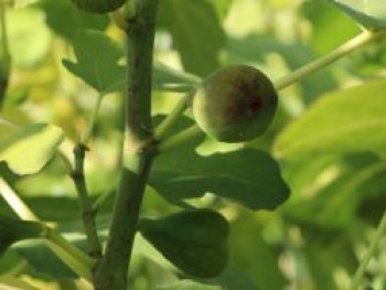 Feige 'Rouge de Bordeaux', 40-60 cm, Ficus carica 'Rouge de Bordeaux', Containerware