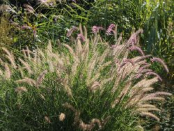 Feines Federborstengras &#8218;Karley Rose&#8216;, Pennisetum orientale &#8218;Karley Rose&#8216;, Topfware