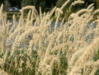 Feines Federborstengras, Pennisetum orientale, Topfware