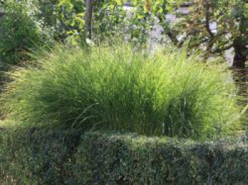 Feinhalm Chinaschilf &#8218;Gracillimus&#8216;, Miscanthus sinensis &#8218;Gracillimus&#8216;, Containerware