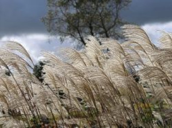 Feinhalm-Chinaschilf &#8218;Graziella&#8216;, Miscanthus sinensis &#8218;Graziella&#8216;, Containerware