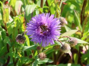 Feinstrahl 'Azure Beauty', Erigeron speciosus 'Azure Beauty', Topfware