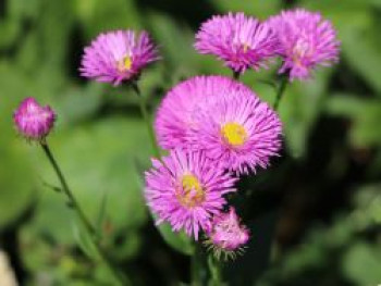 Feinstrahl &#8218;Foersters Liebling&#8216;, Erigeron x cultorum &#8218;Foersters Liebling&#8216;, Topfware