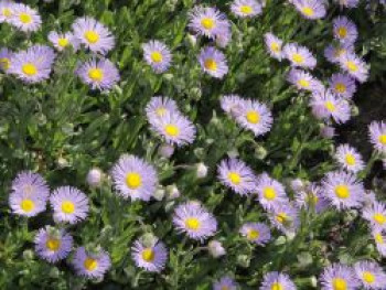 Feinstrahl &#8218;Mrs E.H.Beale&#8216;, Erigeron x cultorum &#8218;Mrs E.H.Beale&#8216;, Topfware