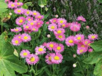 Feinstrahl &#8218;Pink Jewel&#8216;, Erigeron speciosus &#8218;Pink Jewel&#8216;, Topfware