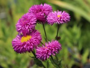 Feinstrahl &#8218;Rotes Meer&#8216;, Erigeron x cultorum &#8218;Rotes Meer&#8216;, Topfware