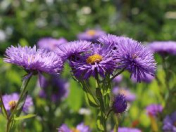 Feinstrahl &#8218;Schöne Blaue&#8216;, Erigeron speciosus &#8218;Schöne Blaue&#8216;, Topfware