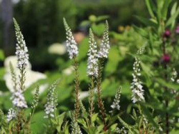 Felberich &#8218;Candela&#8216;, Lysimachia clethroides &#8218;Candela&#8216;, Topfware