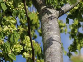 Feldulme, 80-120 cm, Ulmus carpinifolia, Wurzelware