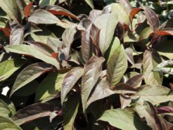 Fellhortensie &#8218;Hot Chocolate&#8216;, 30-40 cm, Hydrangea aspera &#8218;Hot Chocolate&#8216;, Containerware