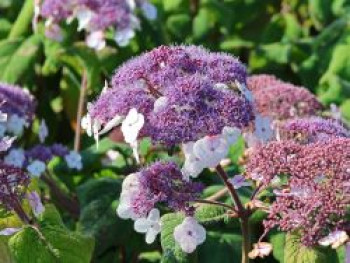 Fellhortensie / Samthortensie 'Macrophylla', 25-30 cm, Hydrangea aspera 'Macrophylla', Containerware