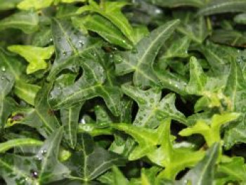 Felsen-Efeu 'Sagittifolia', 20-30 cm, Hedera helix 'Sagittifolia', Topfware