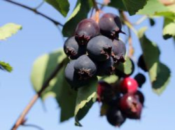 Felsenbirne 'Rainbow Pillar' ®, 40-60 cm, Amelanchier lamarckii 'Rainbow Pillar' ®, Containerware