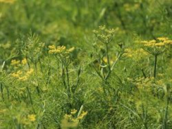 Fenchel, Foeniculum vulgare, Topfware