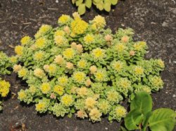 Fettblatt 'Atlantis', Sedum takesimense 'Atlantis', Topfware
