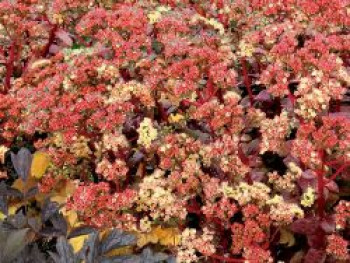 Fettblatt 'Peach Pearls', Sedum telephium 'Peach Pearls', Topfware