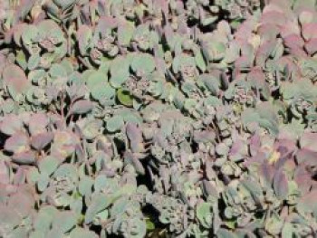 Fettblatt 'Robustum', Sedum cauticola 'Robustum', Topfware