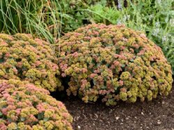 Fettblatt Rock 'N Grow 'Coraljade', Sedum spectabile Rock 'N Grow 'Coraljade', Topfware