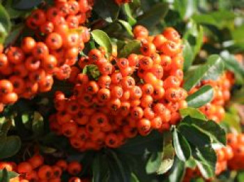 Feuerdorn 'Golden Charmer', 40-60 cm, Pyracantha 'Golden Charmer', Containerware